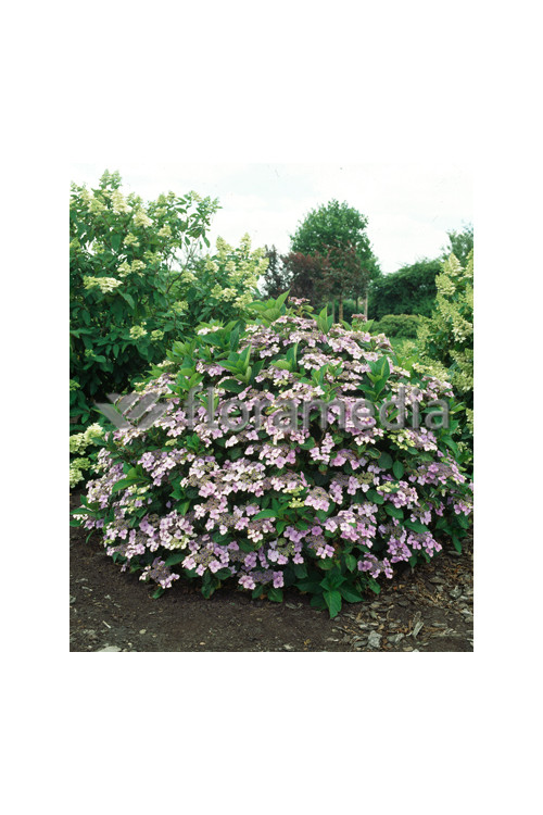 Hortensja ogrodowa 'Blue Wave' Hydrangea macrophylla
