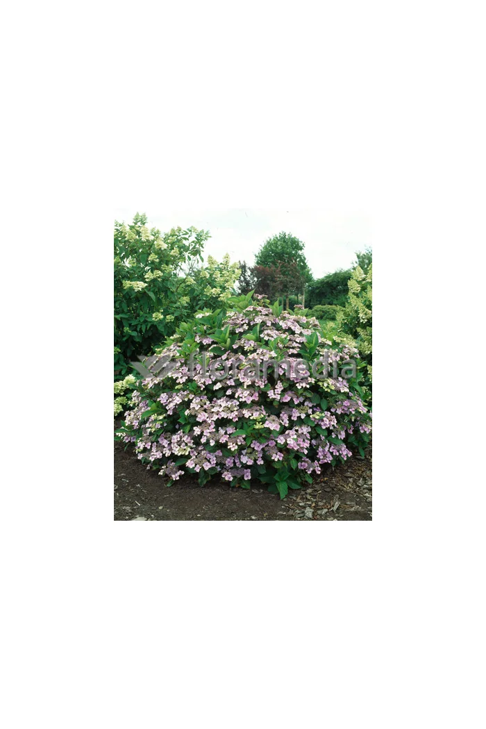 Hortensja ogrodowa 'Blue Wave' Hydrangea macrophylla