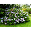 Hortensja ogrodowa 'Blue Wave' Hydrangea macrophylla