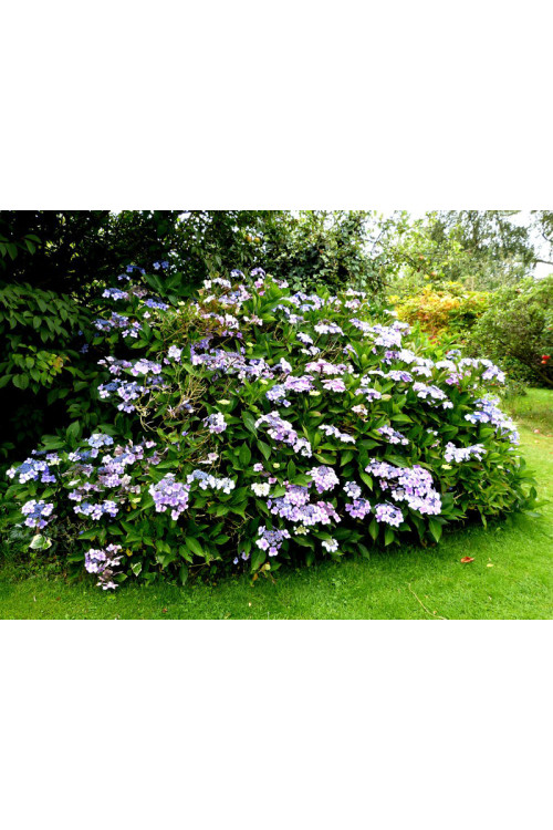 Hortensja ogrodowa 'Blue Wave' Hydrangea macrophylla