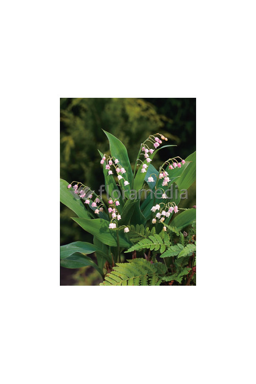 Konwalia majowa 'Rosea' | Convallara majalis