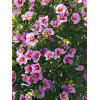 Ketmia syryjska 'Aphrodite' Hibiscus syriacus