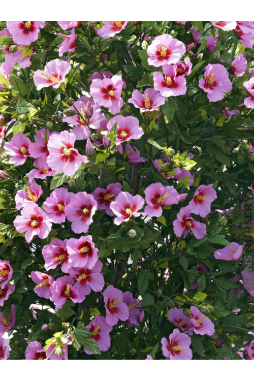 Ketmia syryjska 'Aphrodite' Hibiscus syriacus