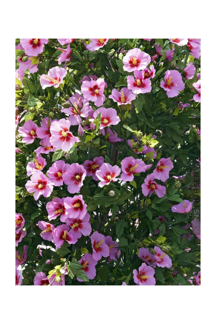 Ketmia syryjska 'Aphrodite' Hibiscus syriacus