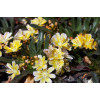 Lewizja długopłatkowa 'Little Mango' | Lewisia longipetala