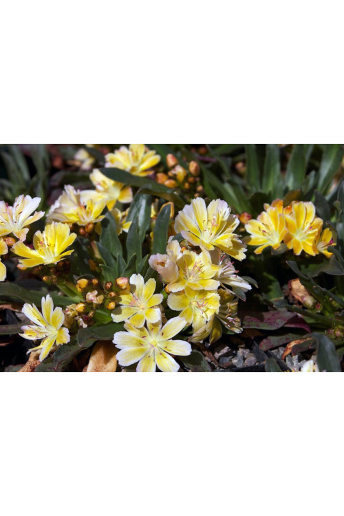 Lewizja długopłatkowa 'Little Mango' | Lewisia longipetala