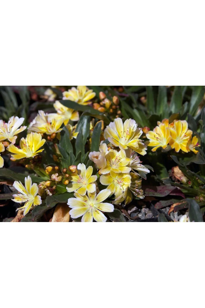 Lewizja długopłatkowa 'Little Mango' | Lewisia longipetala