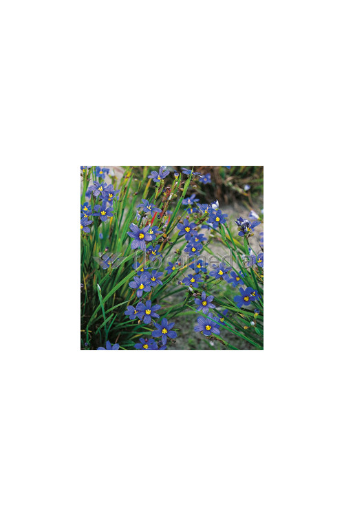 Miecznica wąskolistna 'Lucerna' Sisyrinchium angustifolium