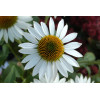 Jeżówka 'Meditation White'| Echinacea