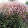 Miskant chiński 'Nippon'| Miscanthus sinensis