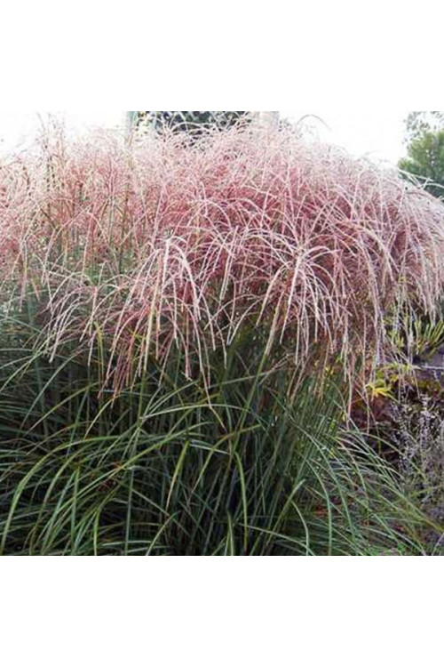 Miskant chiński 'Nippon'| Miscanthus sinensis