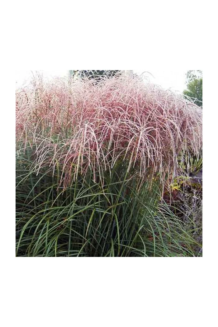 Miskant chiński 'Nippon'| Miscanthus sinensis