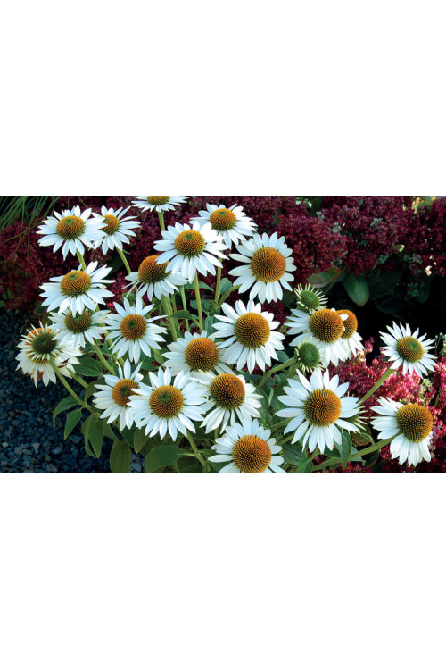 Jeżówka 'Meditation White'| Echinacea