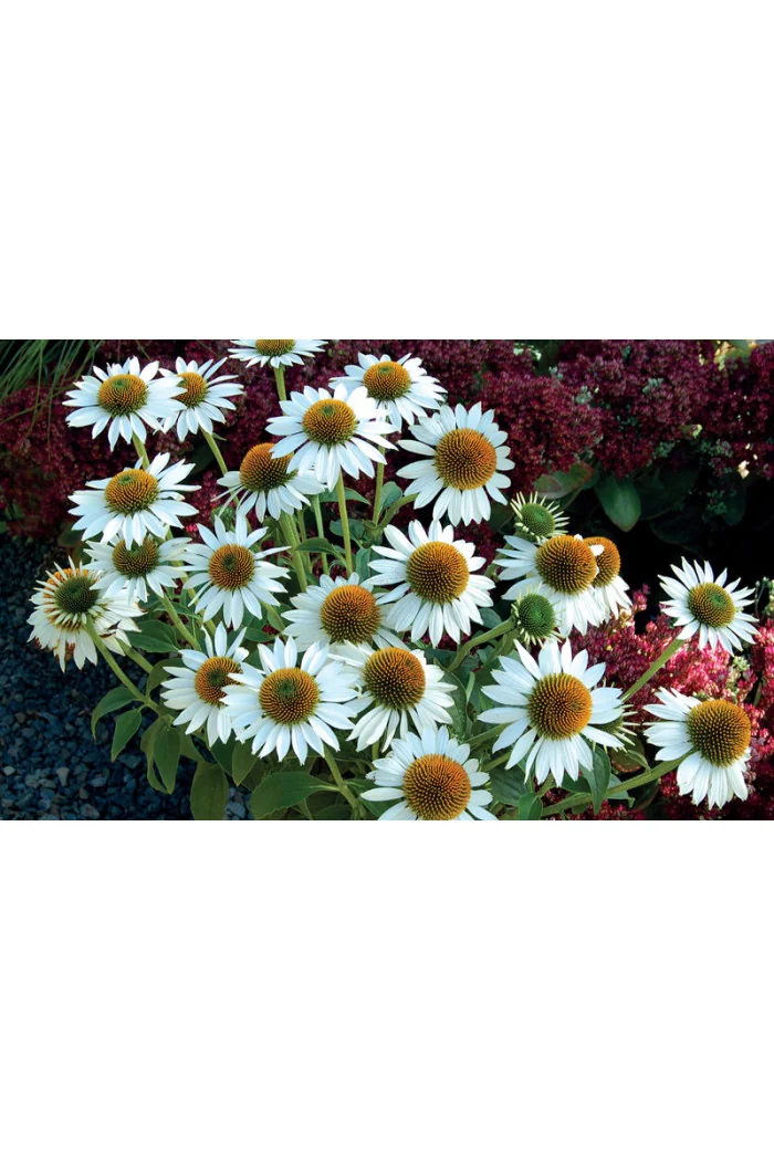 Jeżówka 'Meditation White'| Echinacea
