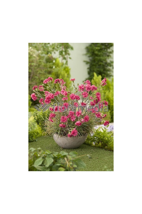 Goździk 'Doris' Dianthus