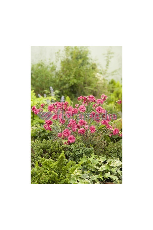 Goździk 'Doris' Dianthus