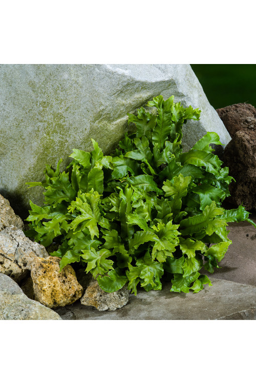 Języcznik zwyczajny 'Cristatum' | Phyllitis scolopendrium