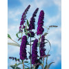 Budleja dawida 'Black Knight' Buddleja davidii