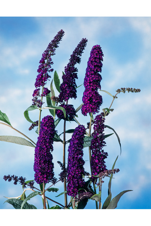 Budleja dawida 'Black Knight' Buddleja davidii