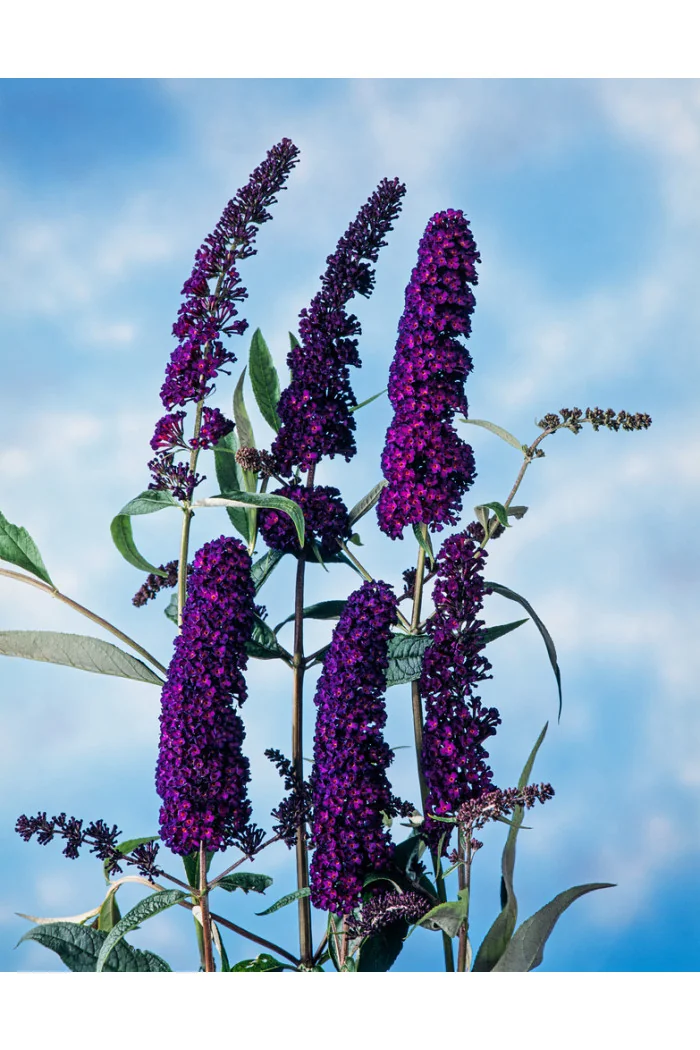 Budleja dawida 'Black Knight' Buddleja davidii