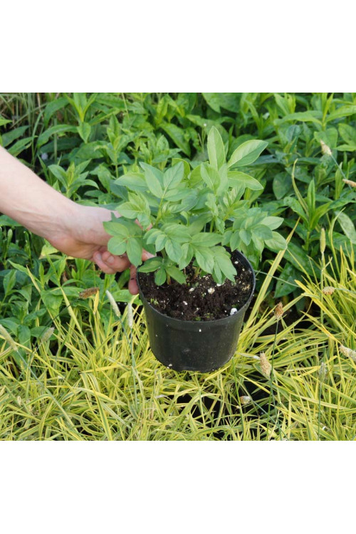 Dyptam jesionolistny 'Albiflorus' | Dictamnus albus