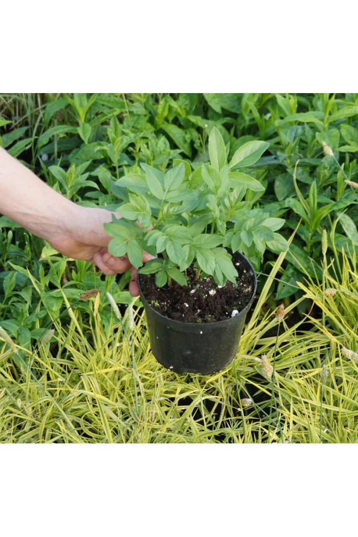 Dyptam jesionolistny 'Albiflorus' | Dictamnus albus