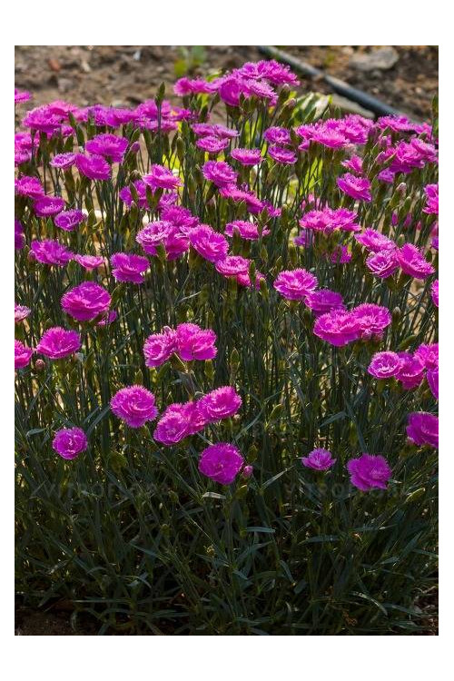 Goździk 'Pretty Becky'| Dianthus