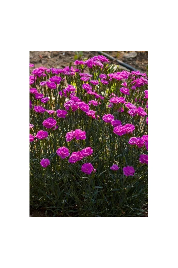 Goździk 'Pretty Becky'| Dianthus