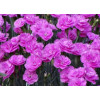 Goździk 'Pretty Becky'| Dianthus