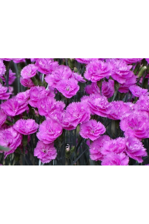 Goździk 'Pretty Becky'| Dianthus
