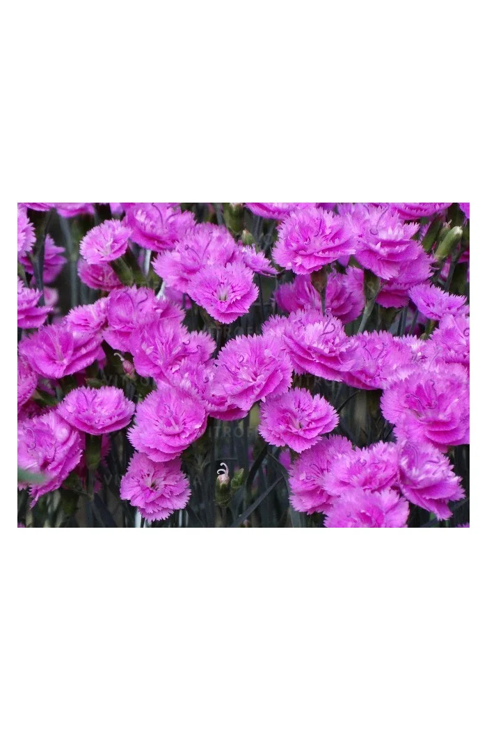 Goździk 'Pretty Becky'| Dianthus