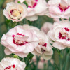 Goździk postrzępiony 'Angel of Virtue'| Dianthus plumarius