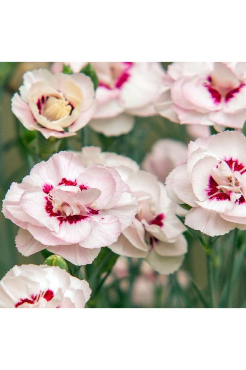 Goździk postrzępiony 'Angel of Virtue'| Dianthus plumarius