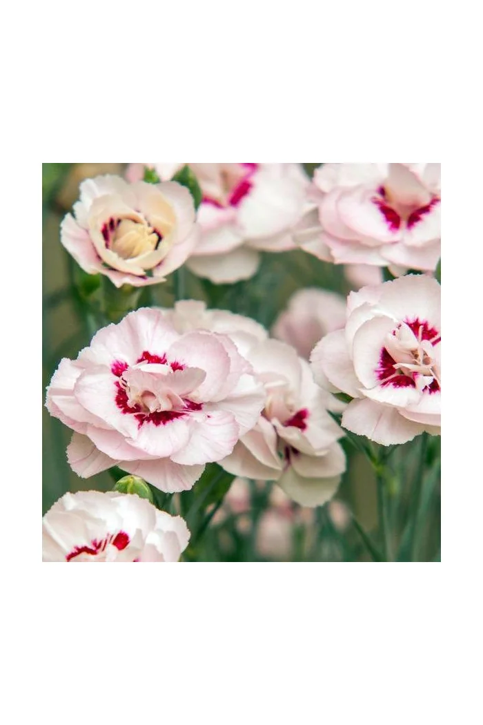 Goździk postrzępiony 'Angel of Virtue'| Dianthus plumarius