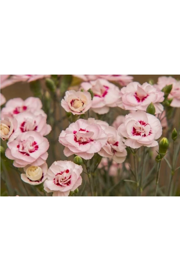 Goździk postrzępiony 'Angel of Virtue'| Dianthus plumarius