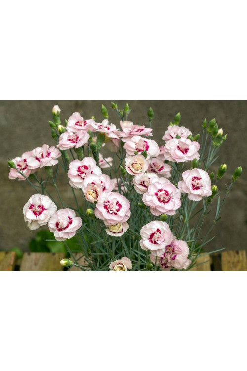 Goździk postrzępiony 'Angel of Virtue'| Dianthus plumarius