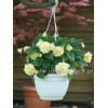 Begonia Belleconia 'Chardonnay'