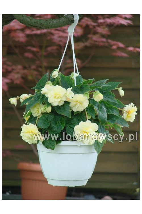 Begonia Belleconia 'Chardonnay'