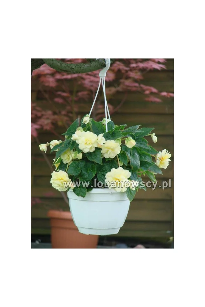 Begonia Belleconia 'Chardonnay'