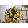 Begonia Belleconia 'Chardonnay'