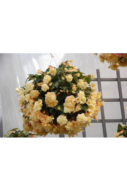 Begonia Belleconia 'Chardonnay'