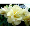 Begonia Belleconia 'Chardonnay'