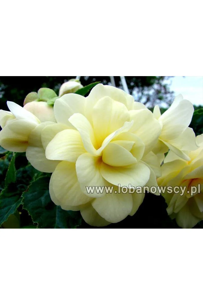 Begonia Belleconia 'Chardonnay'