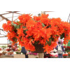 Begonia Belleconia 'Hot Orange'