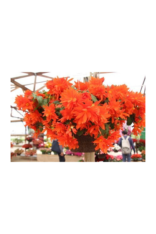 Begonia Belleconia 'Hot Orange'