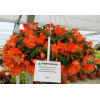 Begonia Belleconia 'Hot Orange'