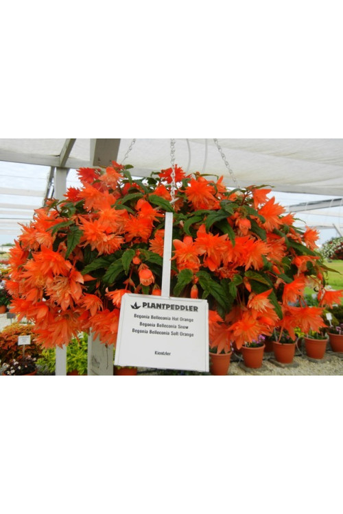Begonia Belleconia 'Hot Orange'