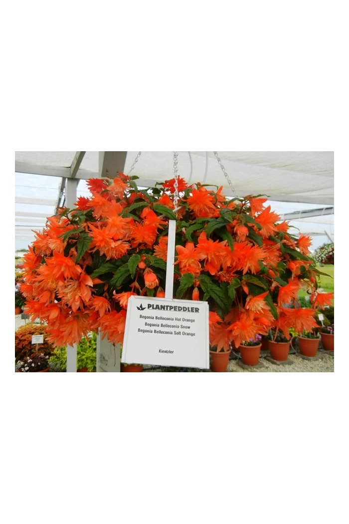 Begonia Belleconia 'Hot Orange'