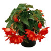 Begonia Belleconia 'Hot Orange'