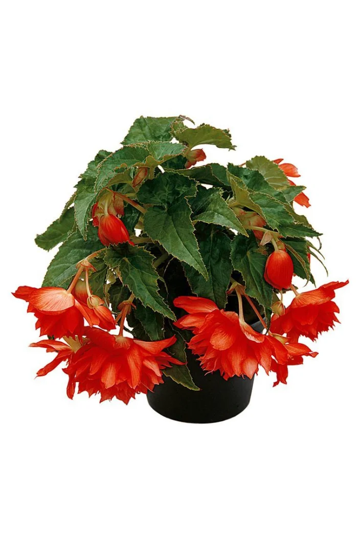 Begonia Belleconia 'Hot Orange'